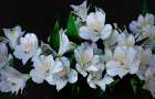 Oregon-Coos Bay White Peruvian lilies close-up Art Print
